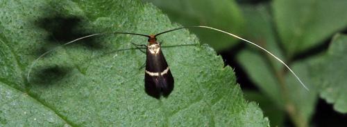 Adela australis